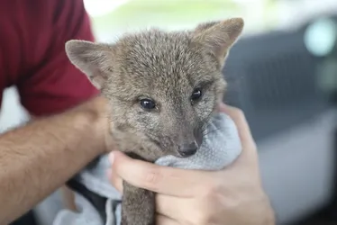 Imagem ilustrativa da imagem Filhote de cachorro-do-mato é resgatado em quintal de casa em Cariacica