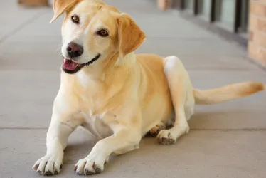 
          Imagem ilustrativa da imagem Fim de semana com bênção dos animais na Grande Vitória
          