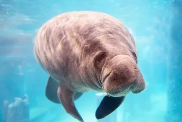 Imagem ilustrativa da imagem Futuro do Ecoparque Peixe-Boi: concessão pode reviver um espaço único em Itamaracá