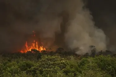 Imagem ilustrativa da imagem Incêndios podem ter afetado mais de 11 milhões de pessoas no Brasil
