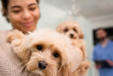 Imagem ilustrativa da imagem Inovação e sustentabilidade: Sebrae mostra o futuro do mercado pet na Petnor