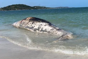 Imagem ilustrativa da imagem Itamaracá: morte de cachalote, espécie que inspirou Moby Dick, é um mistério