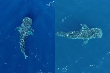 Imagem ilustrativa da imagem Maior peixe do mundo, Tubarão-baleia faz aparição rara no litoral do ES. Veja vídeo
