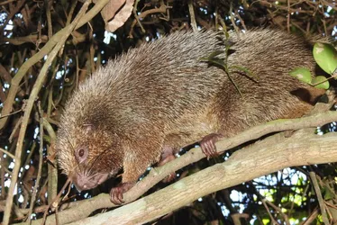 Imagem ilustrativa da imagem Novas descobertas de animais ameaçados