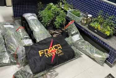 Imagem ilustrativa da imagem Polícia apreende 300 pés de maconha em laboratório montado em imóvel de Vila Velha