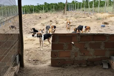 Imagem ilustrativa da imagem Polícia resgata 80 animais e prende homem por maus-tratos no ES