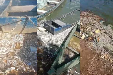 Imagem ilustrativa da imagem Prefeitura da Serra irá investigar peixes mortos em lagoa de Jacaraípe