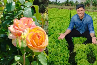 Imagem ilustrativa da imagem Produção de rosas, clima e cultura no campo: destaques da agricultura em Pernambuco