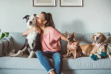 Imagem ilustrativa da imagem Projeto define como fica a guarda de pets em caso de divórcio; saiba o que muda