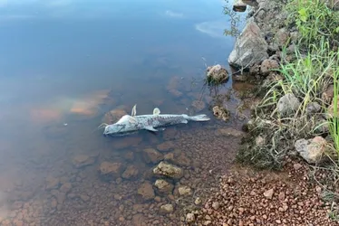 Imagem ilustrativa da imagem Testes para investigar morte de peixes em lagoa do Sul do ES