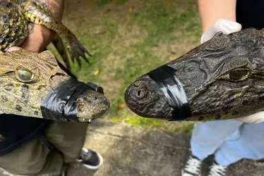 Imagem ilustrativa da imagem Três jacarés são resgatados em 24h em áreas urbanas pelo Projeto Caiman