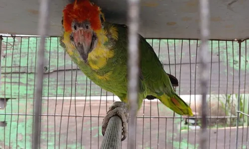 
          Imagem ilustrativa da imagem Animais são resgatados em situação de maus-tratos em Vila Velha
          