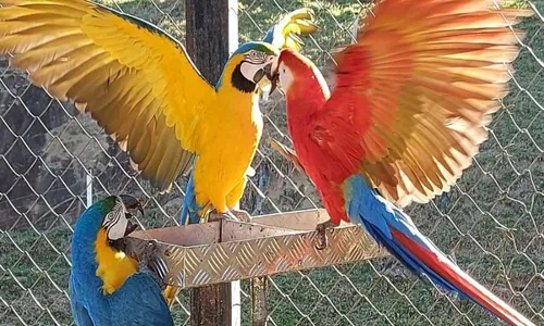 
          Imagem ilustrativa da imagem Atrativos para as crianças nas montanhas: o turismo na Região Serrana do ES
          