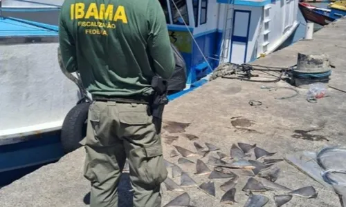 
          Imagem ilustrativa da imagem Barbatanas de tubarão apreendidas pelo Ibama no ES
          