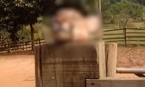 
          Imagem ilustrativa da imagem Cabeça de onça-parda exposta como “troféu” no ES é investigada pela polícia
          