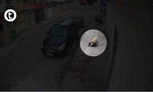 
          Imagem ilustrativa da imagem Vídeo I Cachorro de grande porte ataca cão pequeno em Jardim Camburi
          