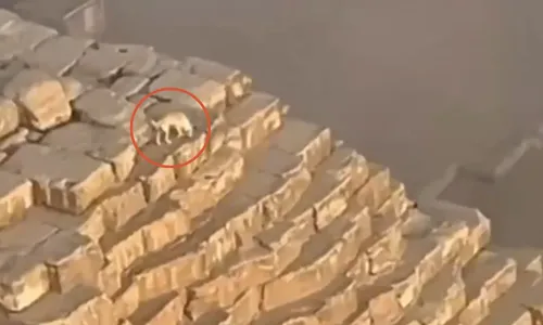 
          Imagem ilustrativa da imagem Cachorro é flagrado no topo de Pirâmide no Egito; veja vídeo
          