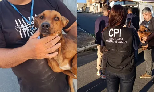 
          Imagem ilustrativa da imagem Cachorros são resgatados vítimas de maus tratos na Serra
          