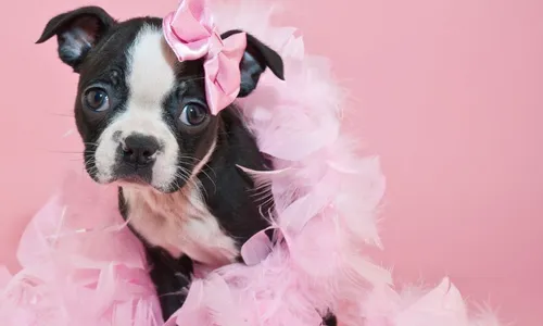 
          Imagem ilustrativa da imagem Clínica da UNINASSAU oferece castração acessível em campanha de prevenção
          