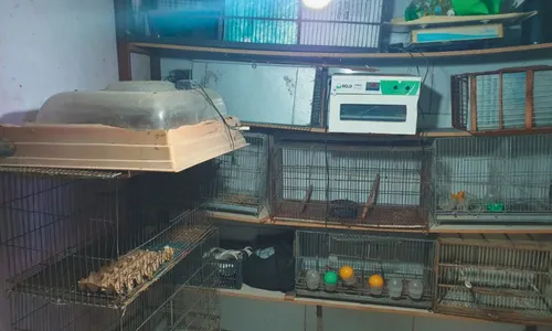 
          Imagem ilustrativa da imagem Comércio ilegal de papagaios e araras em Vitória
          