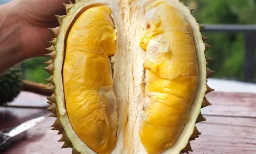 
          Imagem ilustrativa da imagem Como a fruta-cadáver ajuda economia do Espírito Santo
          