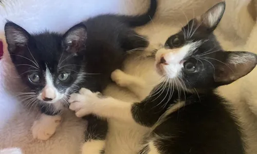 
          Imagem ilustrativa da imagem Delegada linha-dura é fã de cães
          