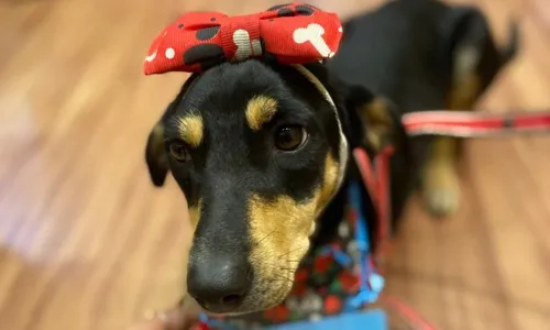 
          Imagem ilustrativa da imagem Delegada linha-dura é fã de cães
          