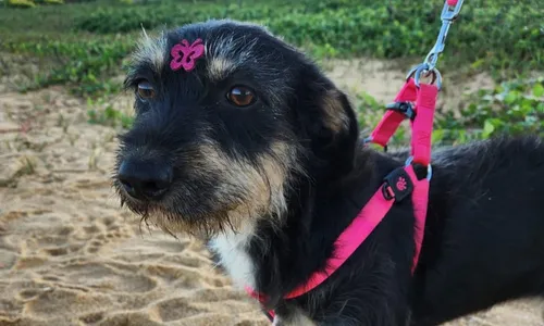 
          Imagem ilustrativa da imagem Delegada linha-dura é fã de cães
          