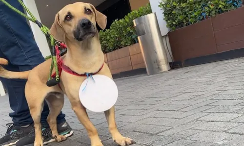 
          Imagem ilustrativa da imagem Delegada linha-dura é fã de cães
          