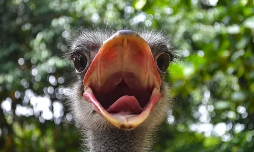 
          Imagem ilustrativa da imagem Dia das Crianças com programação especial no Parque Dois Irmãos
          