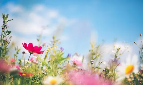 
          Imagem ilustrativa da imagem É primavera!
          