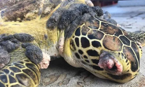 
          Imagem ilustrativa da imagem Estudo relaciona deformidades em tartarugas e peixes no ES a rejeitos de Mariana
          