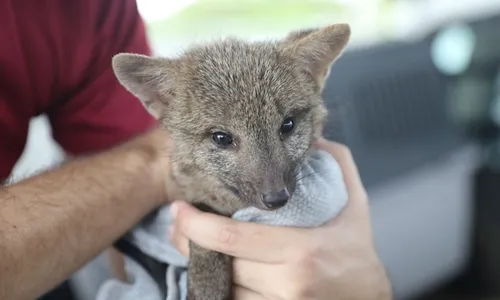 
          Imagem ilustrativa da imagem Filhote de cachorro-do-mato é resgatado em quintal de casa em Cariacica
          