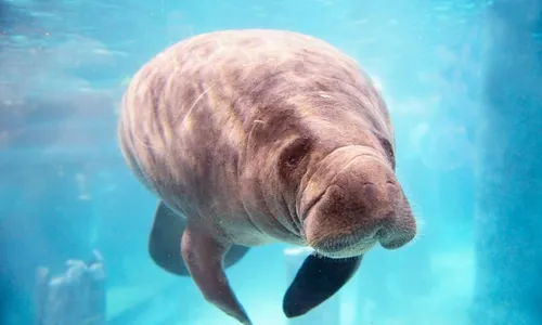 
          Imagem ilustrativa da imagem Futuro do Ecoparque Peixe-Boi: concessão pode reviver um espaço único em Itamaracá
          