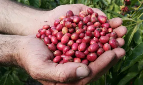 
          Imagem ilustrativa da imagem Salário na construção e colheita de café acirram disputa por empregados no ES
          