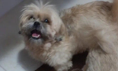 
          Imagem ilustrativa da imagem Homem leva cadelinha Nina em Pau Amarelo; família oferece recompensa
          