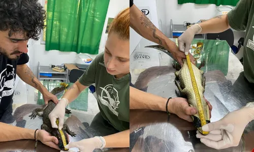 
          Imagem ilustrativa da imagem Jacaré-de-papo-amarelo é resgatado em lagoa artificial de empresa na Serra
          