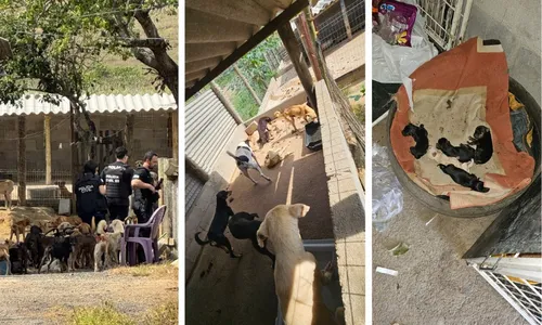 
          Imagem ilustrativa da imagem Mulher é presa e 26 cachorros são resgatados de maus-tratos em Aracruz
          