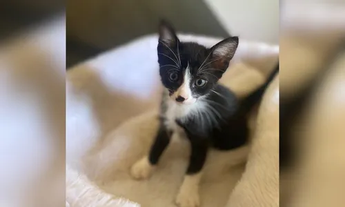 
          Imagem ilustrativa da imagem “Não nos vemos sem o Pipoca”, afirma família de Guarapari que adotou calopsita
          