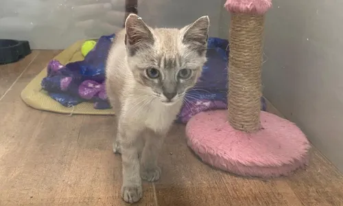 
          Imagem ilustrativa da imagem “Não nos vemos sem o Pipoca”, afirma família de Guarapari que adotou calopsita
          