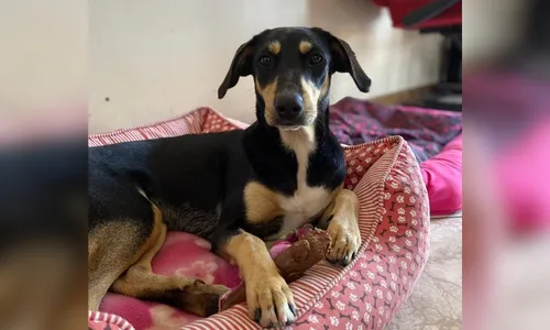 
          Imagem ilustrativa da imagem “Não nos vemos sem o Pipoca”, afirma família de Guarapari que adotou calopsita
          