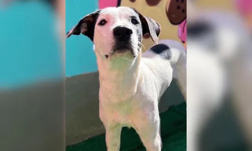 
          Imagem ilustrativa da imagem “Não nos vemos sem o Pipoca”, afirma família de Guarapari que adotou calopsita
          