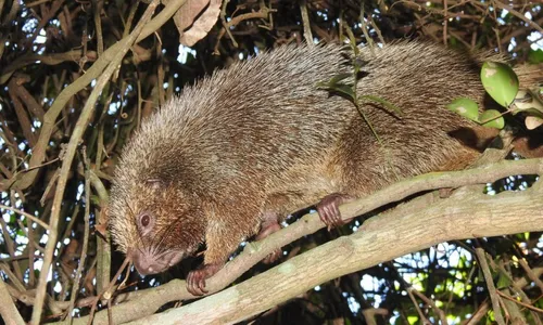 
          Imagem ilustrativa da imagem Novas descobertas de animais ameaçados
          