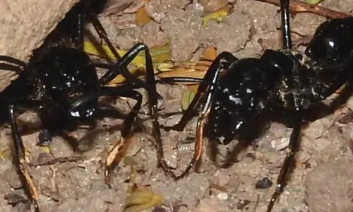 
          Imagem ilustrativa da imagem Novas descobertas de animais ameaçados
          