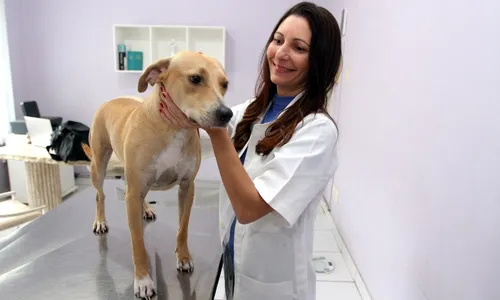 
          Imagem ilustrativa da imagem O charme dos vira-latas caramelo
          