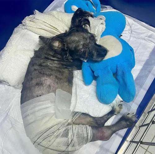 
          Imagem ilustrativa da imagem Poodle atacada por pitbull solto na rua continua internada e precisa de ajuda
          