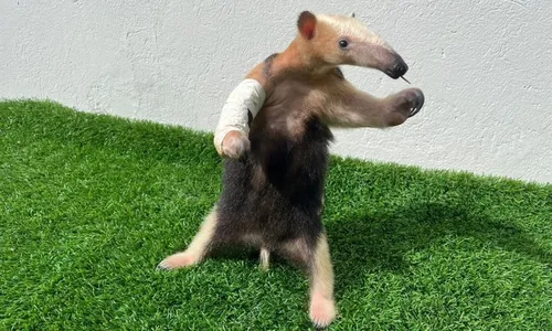 
          Imagem ilustrativa da imagem Tamanduá Tatá, que passou por procedimento raro no ES, é transferido para o RJ
          
