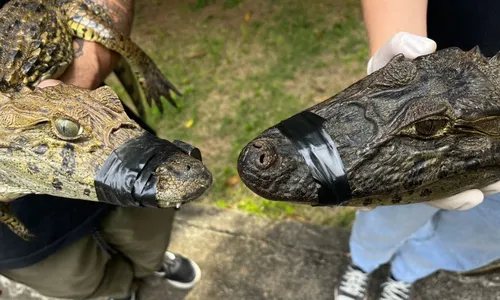 
          Imagem ilustrativa da imagem Três jacarés são resgatados em 24h em áreas urbanas pelo Projeto Caiman
          