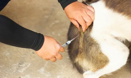 
          Imagem ilustrativa da imagem Vacinação antirrábica neste sábado e domingo na Grande Vitória
          