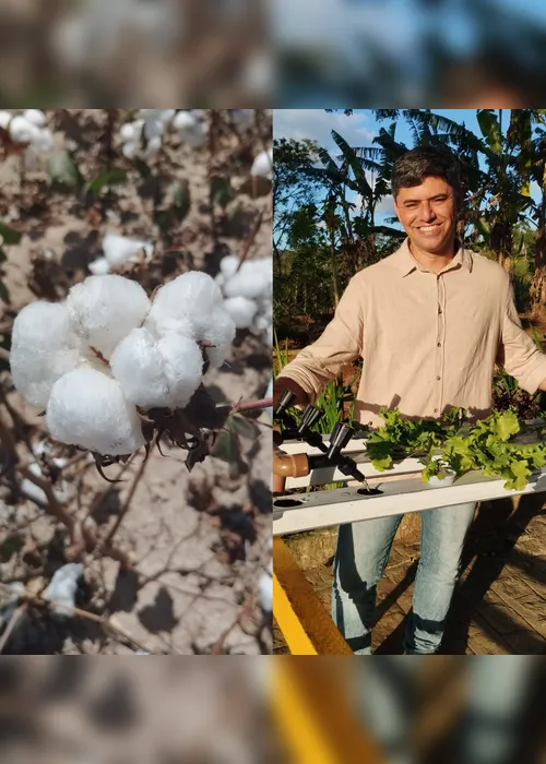 Imagem ilustrativa da imagem Algodão, feira agrícola, manejo de caprinos, isso e muito mais no Notícias do Campo